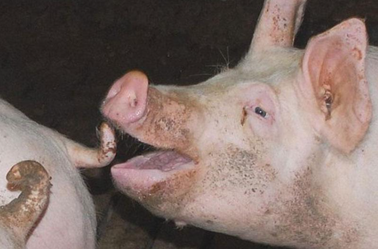 A pig biting another's tail which often leads to injuries and infections.PNG